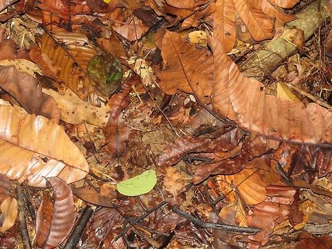 Can you see me?                                 Frog,Malaysia,Sarawak