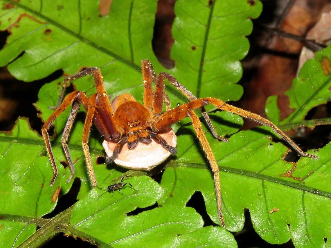 Carrying Eggs This female Huntsman Spider is carrying her egg pouch. Wondering if the small Wasp in front of her is a Parasitoid Wasp waiting for opportunity to lay her eggs too.<br />
 Huntsman Spider,Malaysia,Sarawak,Spider