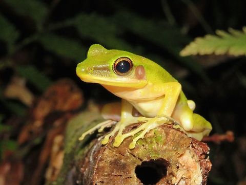 Copper-Cheeked Frog - Hylarana raniceps                                 Copper-cheeked Frog,Frog,Hylarana raniceps,Malaysia,Sarawak
