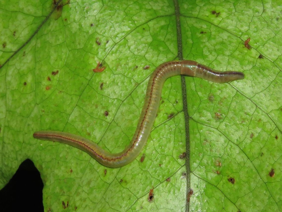 Worm                                 Malaysia,Sarawak,Worm