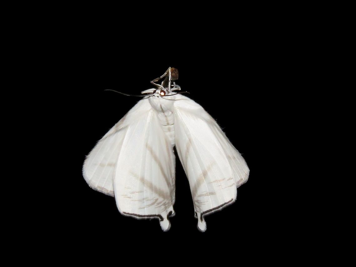 Moth Moth, almost all white in colour with faint markings of brown.                                Malaysia,Moth,Sarawak
