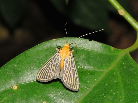 Moth                                 Malaysia,Moth,Sarawak