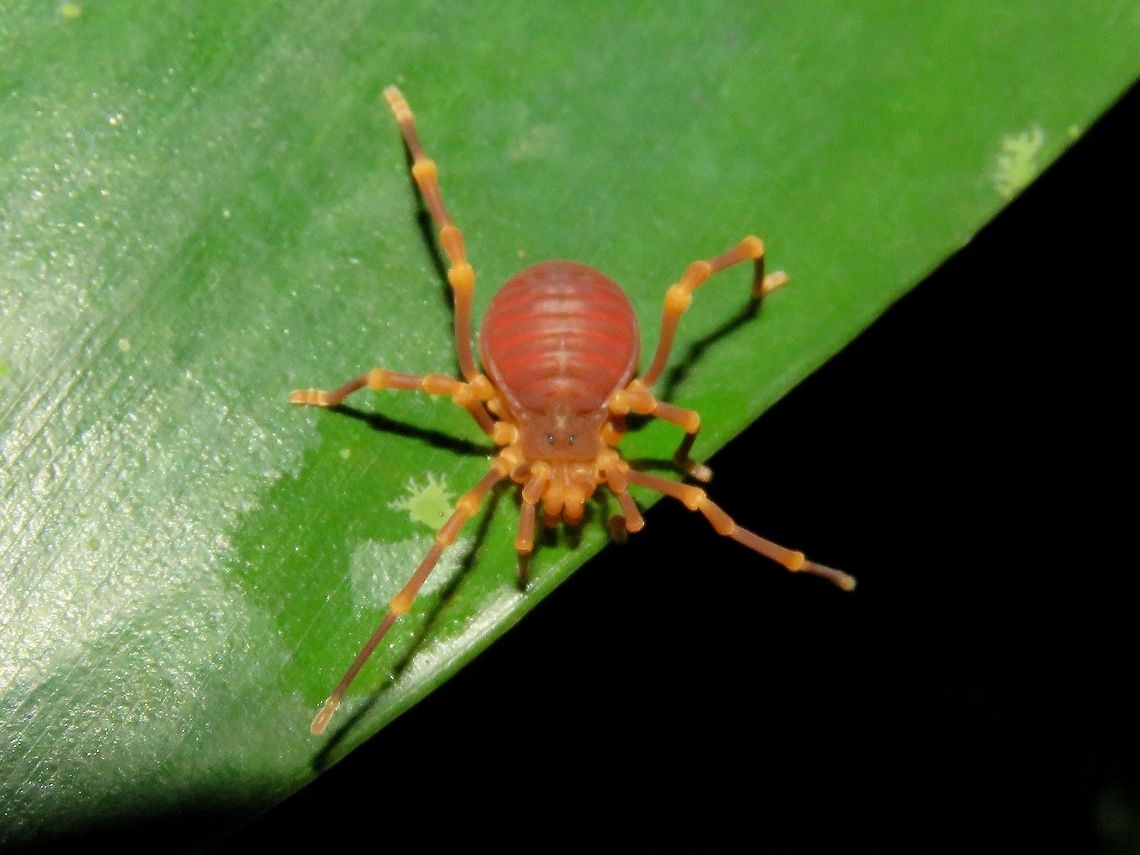 Mite Harvestman - Opiliones This Harvestman looks different from the more common Harvestman, with shorter and thicker legs.<br />
<br />
Update : This is a Mite Harvestman from the sub-order Cyphophthalmi.<br />
Possibly from the genus Sandokan sp. Cyphophthalmi,Harvestman,Malaysia,Mite Harvestman,Opiliones,Sandokan,Sandokan sp,Sarawak