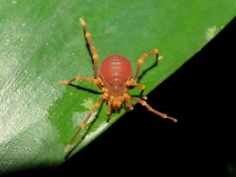 Mite Harvestman - Opiliones This Harvestman looks different from the more common Harvestman, with shorter and thicker legs.

Update : This is a Mite Harvestman from the sub-order Cyphophthalmi.
Possibly from the genus Sandokan sp. Cyphophthalmi,Harvestman,Malaysia,Mite Harvestman,Opiliones,Sandokan,Sandokan sp,Sarawak