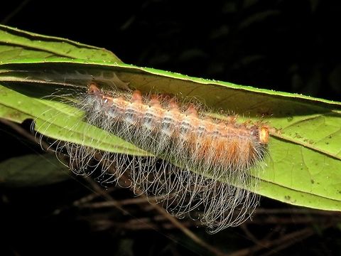 I'm Hairy!                                 Caterpillar,Malaysia,Sarawak