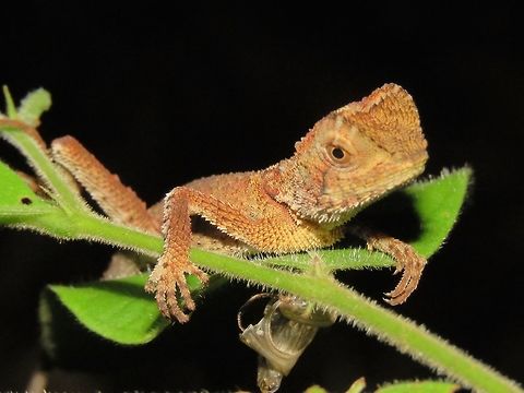 Borneo Anglehead Lizard - Gonocephalus bornensis                                 Borneo Anglehead Lizard,Gonocephalus bornensis,Lizard,Malaysia,Sarawak