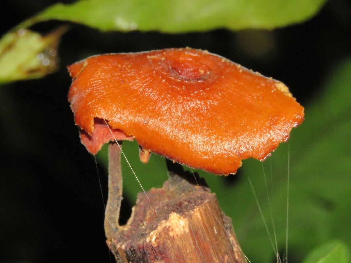 Fungi                                 Fungi,Malaysia,Sarawak
