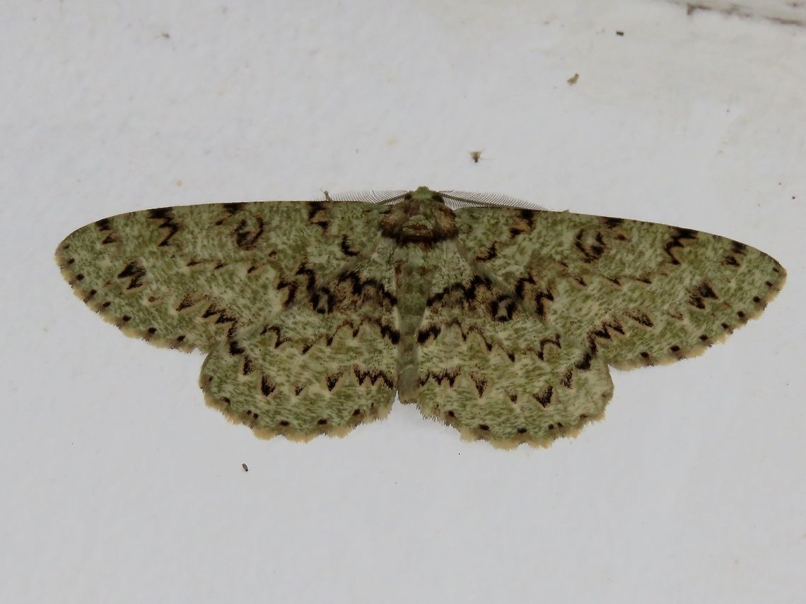 Moth Moth, attracted by light at night to the Park's buildings.                                Malaysia,Moth,Sarawak