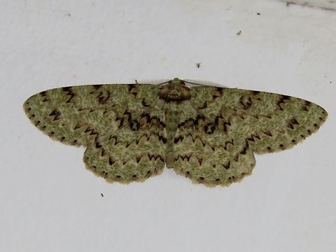 Moth Moth, attracted by light at night to the Park's buildings.                                Malaysia,Moth,Sarawak