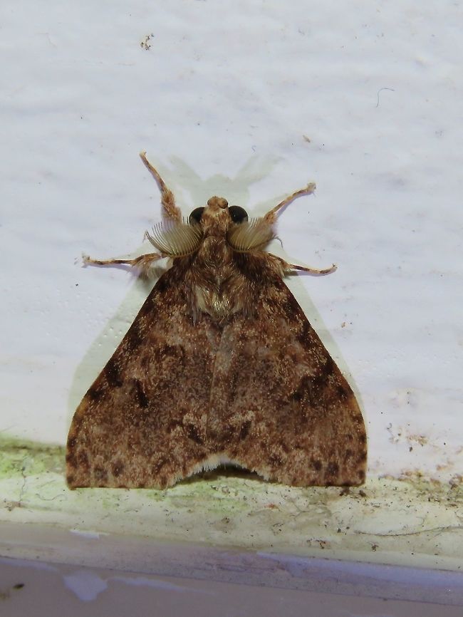 Moth Moth, attracted by light at night to the Park's buildings.                                Malaysia,Moth,Sarawak