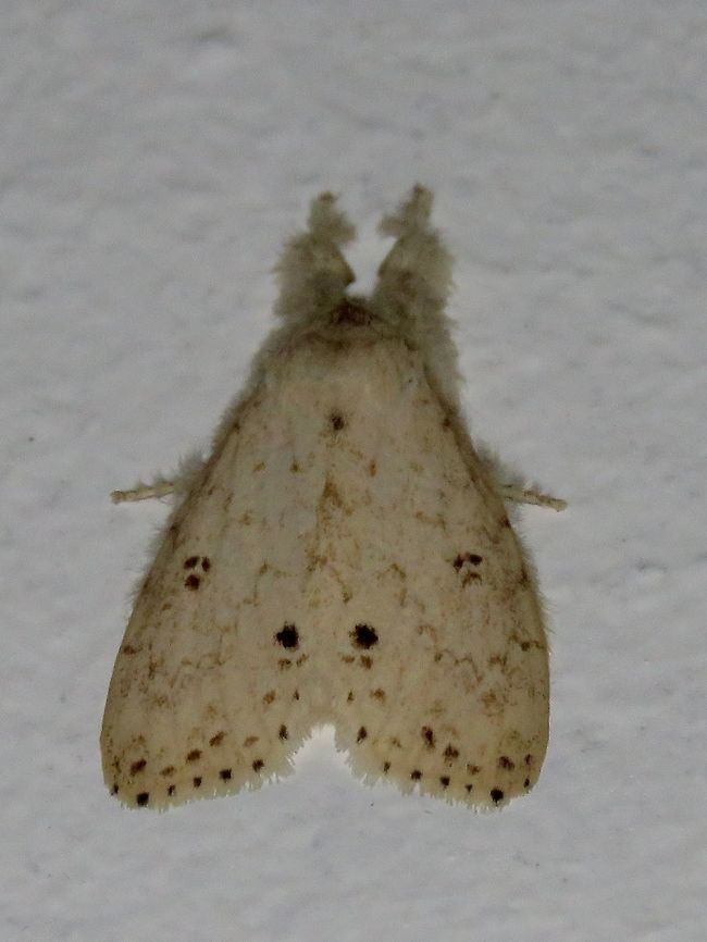 Moth Moth, attracted by light at night to the Park's buildings.                                Malaysia,Moth,Sarawak