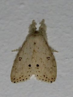 Moth Moth, attracted by light at night to the Park's buildings.                                Malaysia,Moth,Sarawak