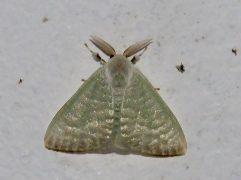 Moth Moth, attracted by light at night to the Park's buildings.                                Malaysia,Moth,Sarawak