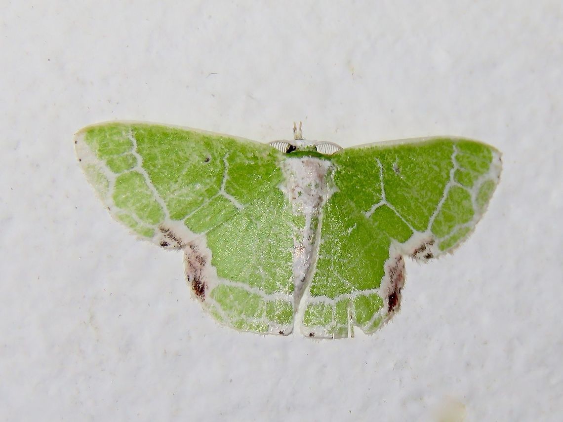 Moth Moth, attracted by light at night to the Park's buildings.                                Malaysia,Moth,Sarawak