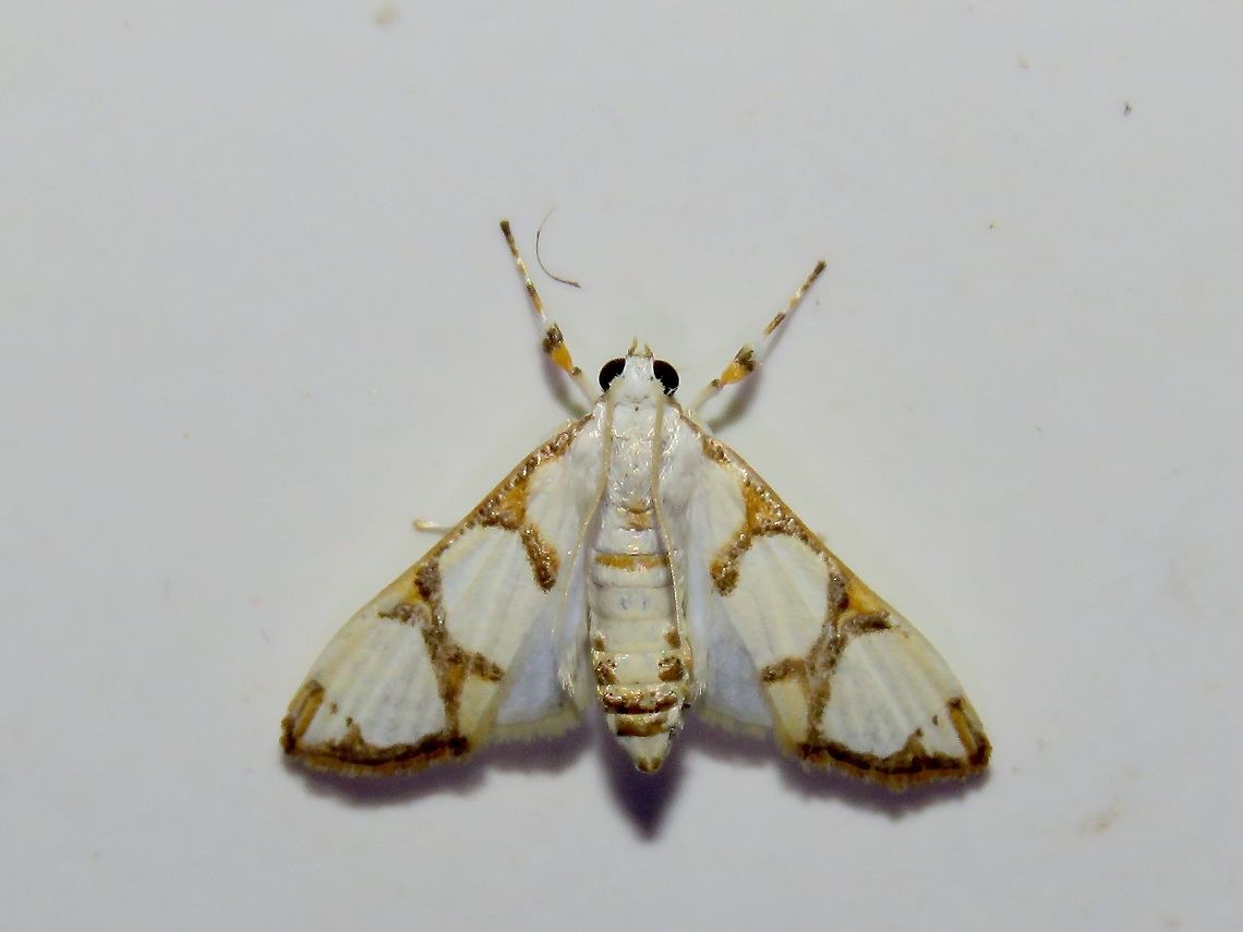 Crambid Moth - Cirrhochrista sp. Moth, attracted by light at night to the Park's buildings. Cirrhochrista,Cirrhochrista sp.,Malaysia,Moth,Sarawak