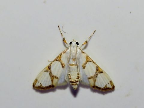 Crambid Moth - Cirrhochrista sp. Moth, attracted by light at night to the Park's buildings. Cirrhochrista,Cirrhochrista sp.,Malaysia,Moth,Sarawak