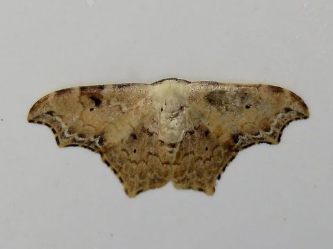 Moth Moth, attracted by light at night to the Park's buildings.                                Malaysia,Moth,Sarawak,Strepsigonia affinis