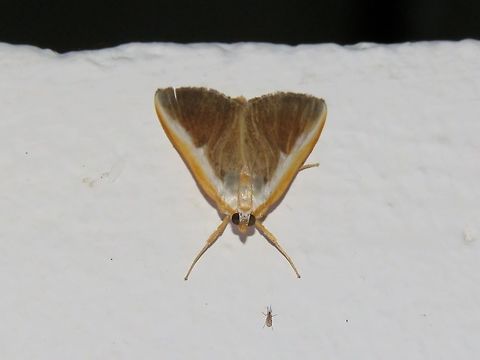 Moth Moth, attracted by light at night to the Park's buildings.                                Malaysia,Moth,Sarawak