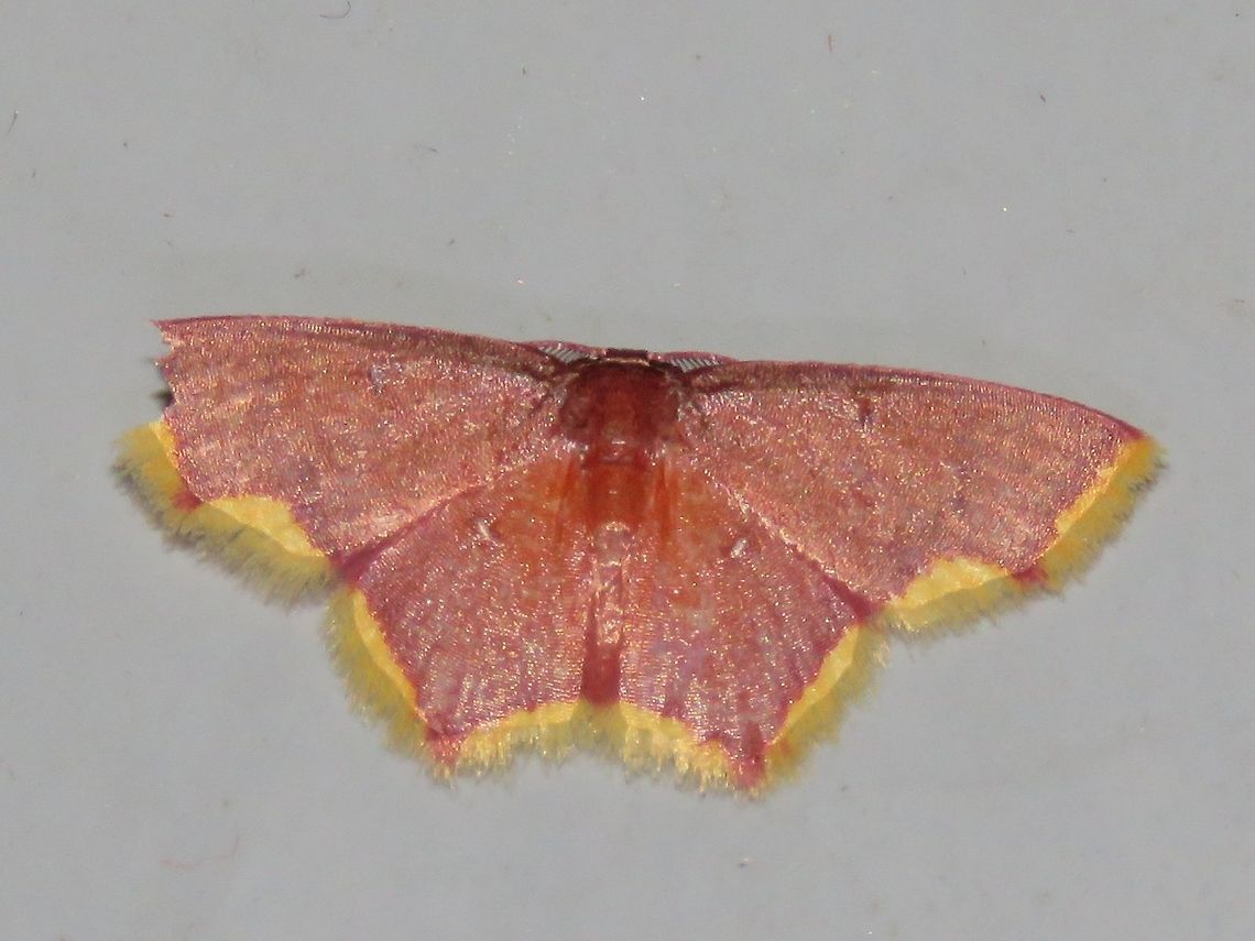Moth Moth, attracted by light at night to the Park's buildings.                                Malaysia,Moth,Sarawak