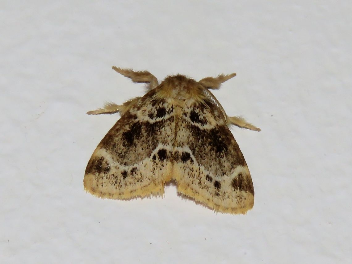 Moth Moth, attracted by light at night to the Park's buildings.                                Malaysia,Moth,Sarawak