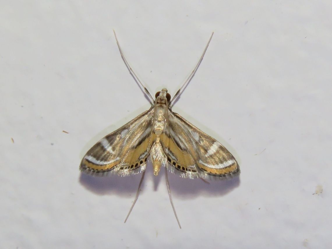 Moth Moth, attracted by light at night to the Park&#039;s buildings.                                Malaysia,Moth,Sarawak