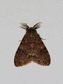 Moth Moth, attracted by light at night to the Park's buildings.                                Malaysia,Moth,Sarawak
