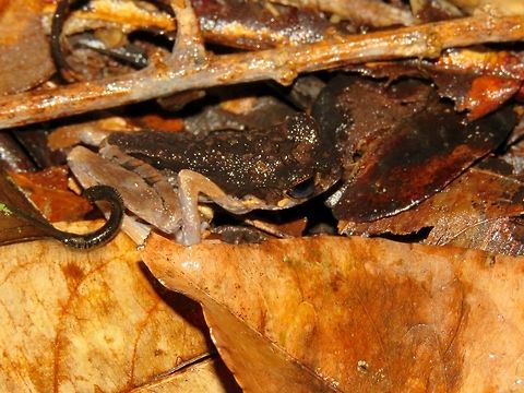 Sarawak Slender Litter Frog