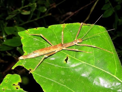 Stick Insect, Phasmid Female Phasmid of the sub-species Asceles margaritatus margaritatus Asceles margaritatus margaritatus,Long-winged Asceles margaritatus,Malaysia,Sarawak