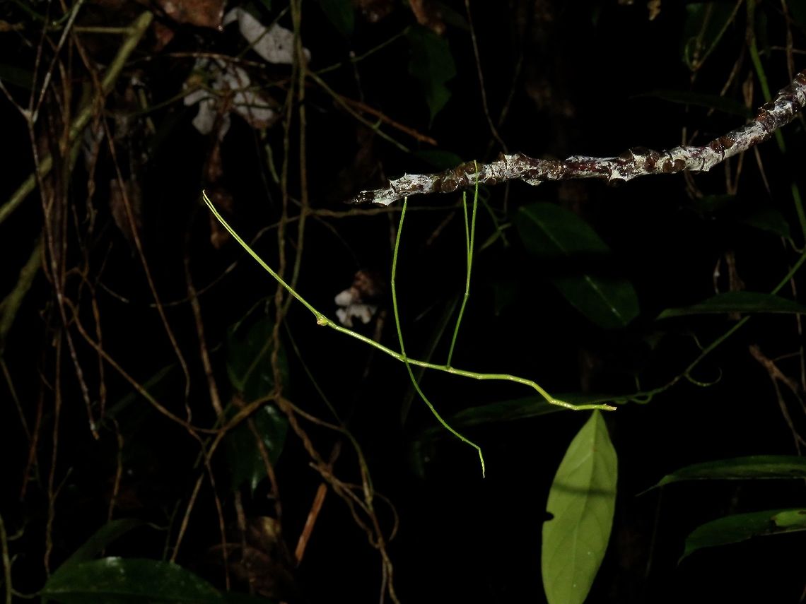 Hanging on Nymph of Phasmid of the species Phobaeticus kirbyi Malaysia,Phasmatodea,Phasmid,Phobaeticus kirbyi,Sarawak,Stick Insect