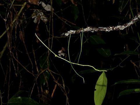 Hanging on Nymph of Phasmid of the species Phobaeticus kirbyi Malaysia,Phasmatodea,Phasmid,Phobaeticus kirbyi,Sarawak,Stick Insect