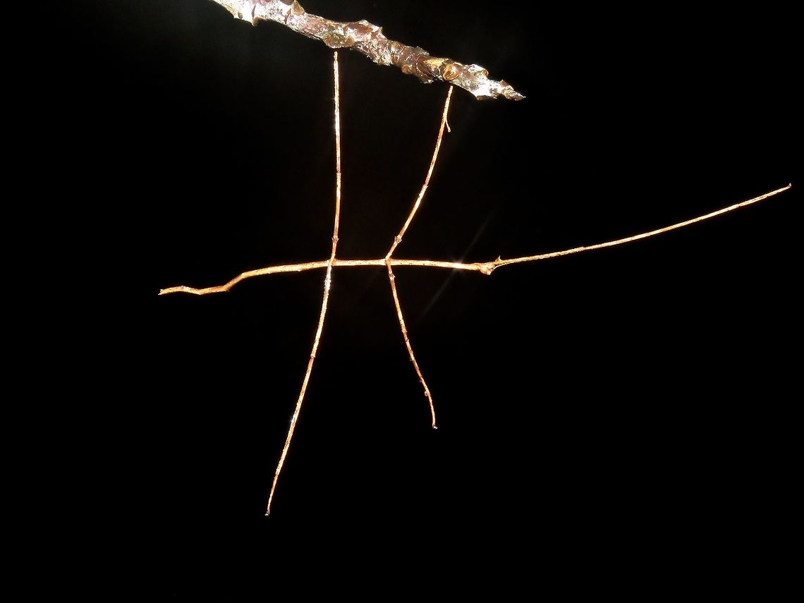 Stick Insect - Phasmid This is a nymph of Phasmid from the species Phobaeticus kirbyi. This one are probably 4th-instar around 15 cm, the adults can grow up to 30 cm in body length and 50 cm including the legs.<br />
<br />
This was an interesting find, to me at least as when I first took the pics of the green form (previous post) around 9 pm and then on my way back, I passed by the same tree an hour later and saw it again, but this time, it is in brown/greyish colour. I kept looking around the area to see if I can find the green one but to no avail. So, am wondering, if the green one that I saw first managed to change its colour to grey/brown within an hour?                                Malaysia,Phasmatodea,Phasmid,Phobaeticus kirbyi,Sarawak,Stick Insect