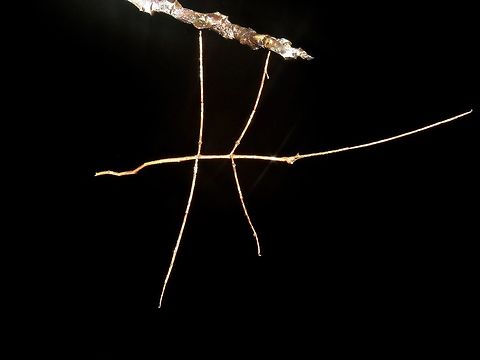 Stick Insect - Phasmid This is a nymph of Phasmid from the species Phobaeticus kirbyi. This one are probably 4th-instar around 15 cm, the adults can grow up to 30 cm in body length and 50 cm including the legs.

This was an interesting find, to me at least as when I first took the pics of the green form (previous post) around 9 pm and then on my way back, I passed by the same tree an hour later and saw it again, but this time, it is in brown/greyish colour. I kept looking around the area to see if I can find the green one but to no avail. So, am wondering, if the green one that I saw first managed to change its colour to grey/brown within an hour?                                Malaysia,Phasmatodea,Phasmid,Phobaeticus kirbyi,Sarawak,Stick Insect