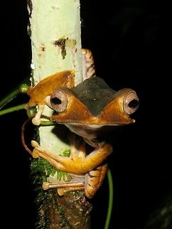 File-Eared Tree Frog/Borneo Eared Frog                                 File-eared Tree Frog,Frog,Malaysia,Polypedates otilophus,Sarawak,Tree Frog