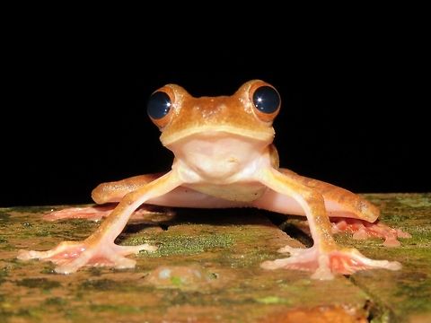 Harlequin Tree Frog - Rhacophorus pardalis                                 Frog,Harlequin Flying Frog,Harlequin Tree Frog,Malaysia,Rhacophorus pardalis,Sarawak,Tree Frog