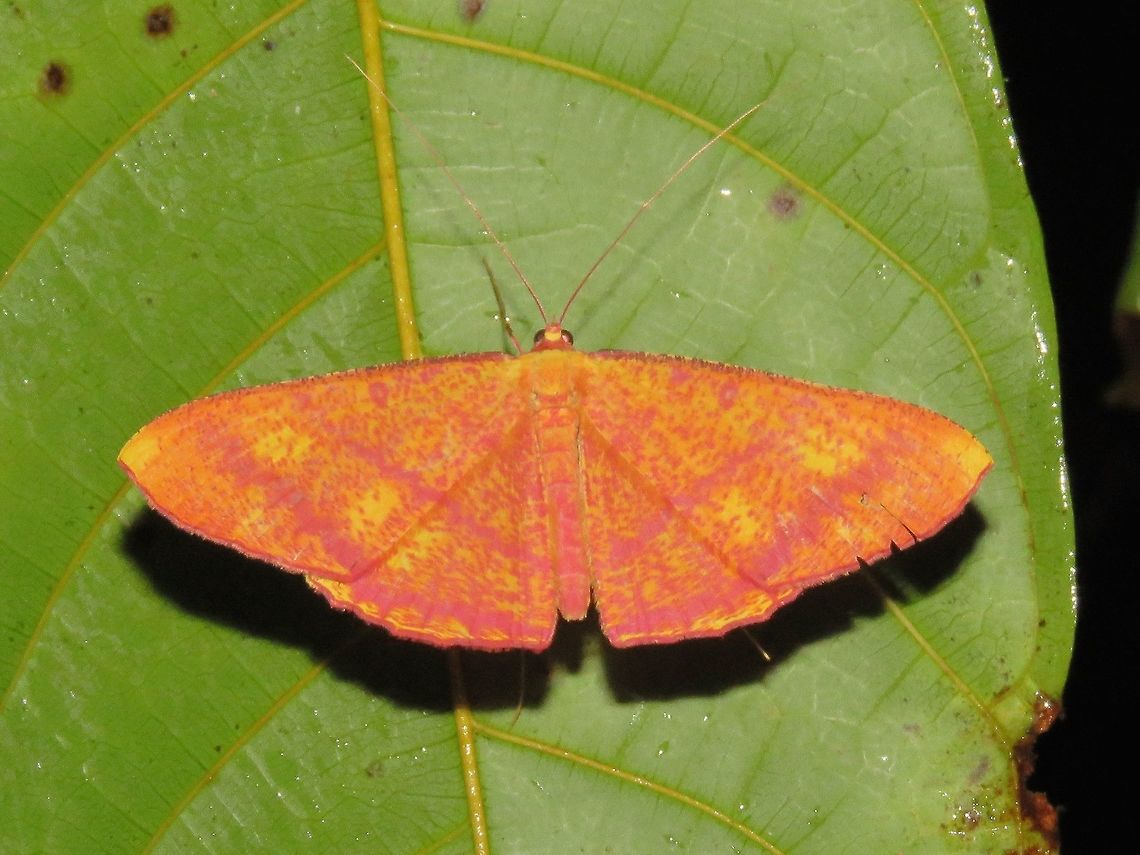 Moth                                 Malaysia,Moth,Sarawak
