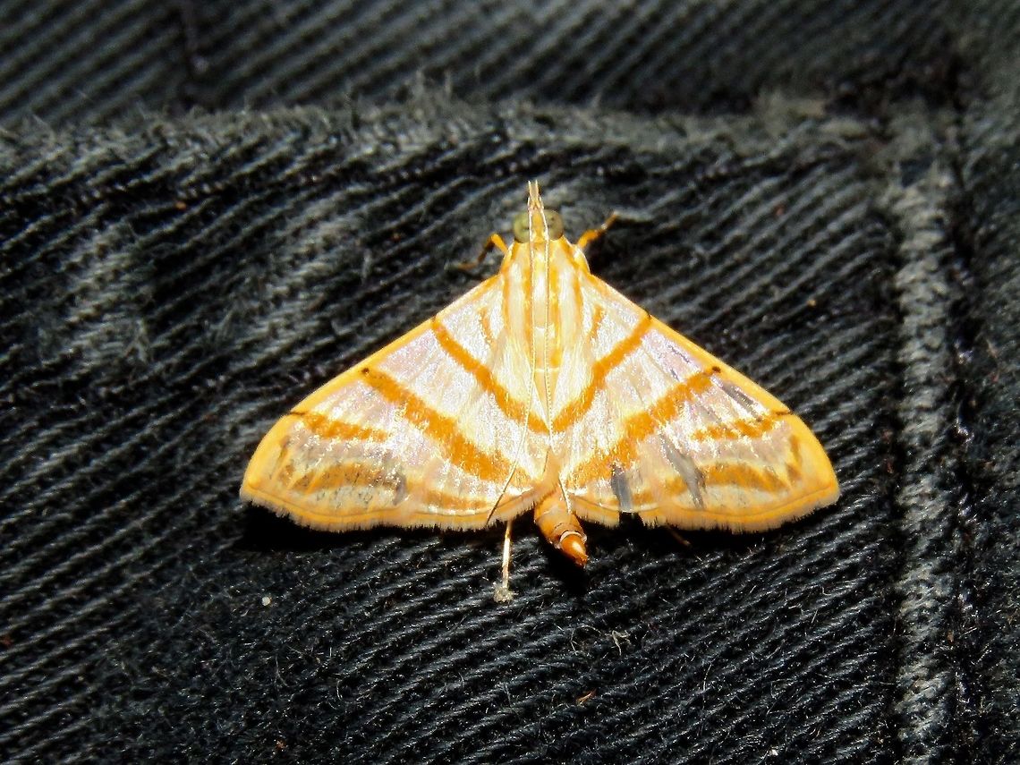 Moth This Moth landed on my pants during a night walk.                                Malaysia,Moth,Sarawak
