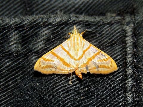 Moth This Moth landed on my pants during a night walk.                                Malaysia,Moth,Sarawak