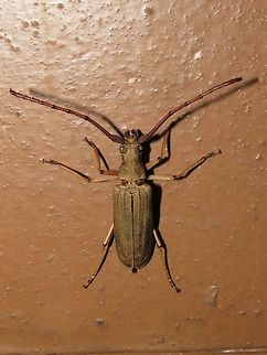 Long Horn Beetle Long Horn Beetle, attracted by light at night to the Park's buildings.                                Beetle,Long Horn Beetle,Malaysia,Sarawak