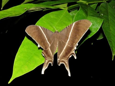 Tropical Swallow Tail Moth - Lyssa zampa                                 Lyssa zampa,Malaysia,Moth,Sarawak,Swallow Tail Moth,Tropical Swallow Tail Moth