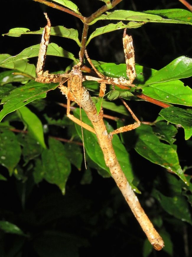 Megabeast - Hermagoras sigillatus                                 Hermagoras sigillatus,Malaysia,Megabeast Stick Insect,Phasmatodea,Phasmid,Sarawak,Stick Insect