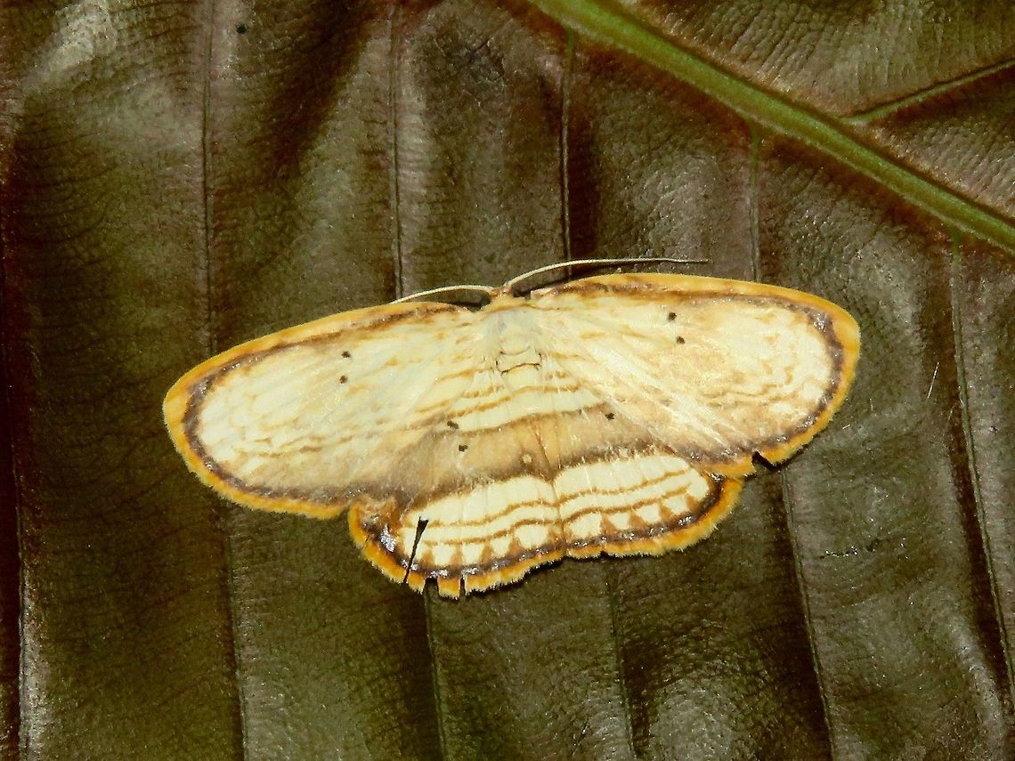 Moth                                 Drapetodes fratercula,Malaysia,Moth,Sarawak