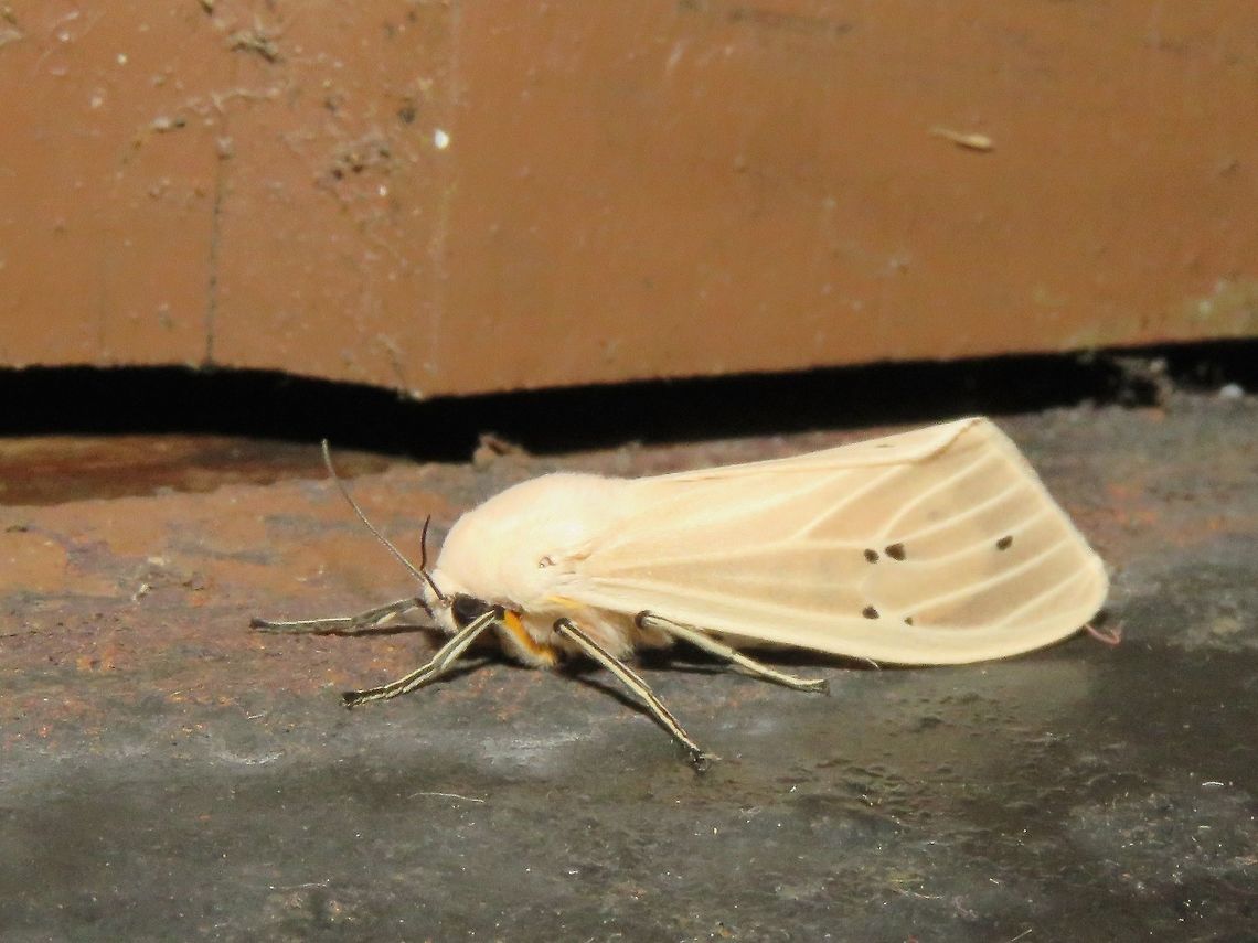 Moth Moth, attracted by light at night to the Park's buildings.                                Malaysia,Moth,Sarawak