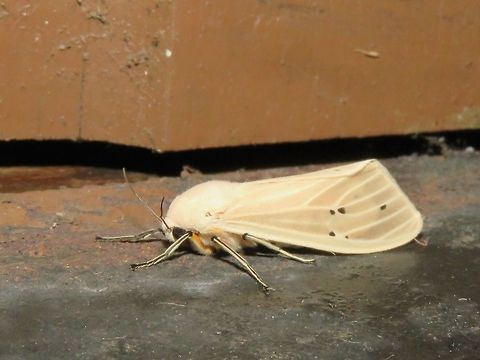 Moth Moth, attracted by light at night to the Park's buildings.                                Malaysia,Moth,Sarawak