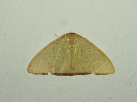 Moth Moth, attracted by light at night to the Park's buildings.                                Malaysia,Moth,Sarawak