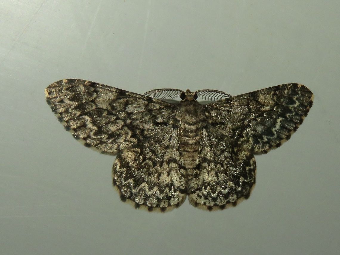 Moth - Hypomecis sp. Moth, attracted by light at night to the Park's buildings.                                Hypomecis,Hypomecis sp,Malaysia,Moth,Sarawak