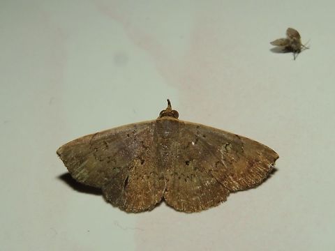 Moth Moth, attracted by light at night to the Park's buildings.                                Malaysia,Moth,Sarawak