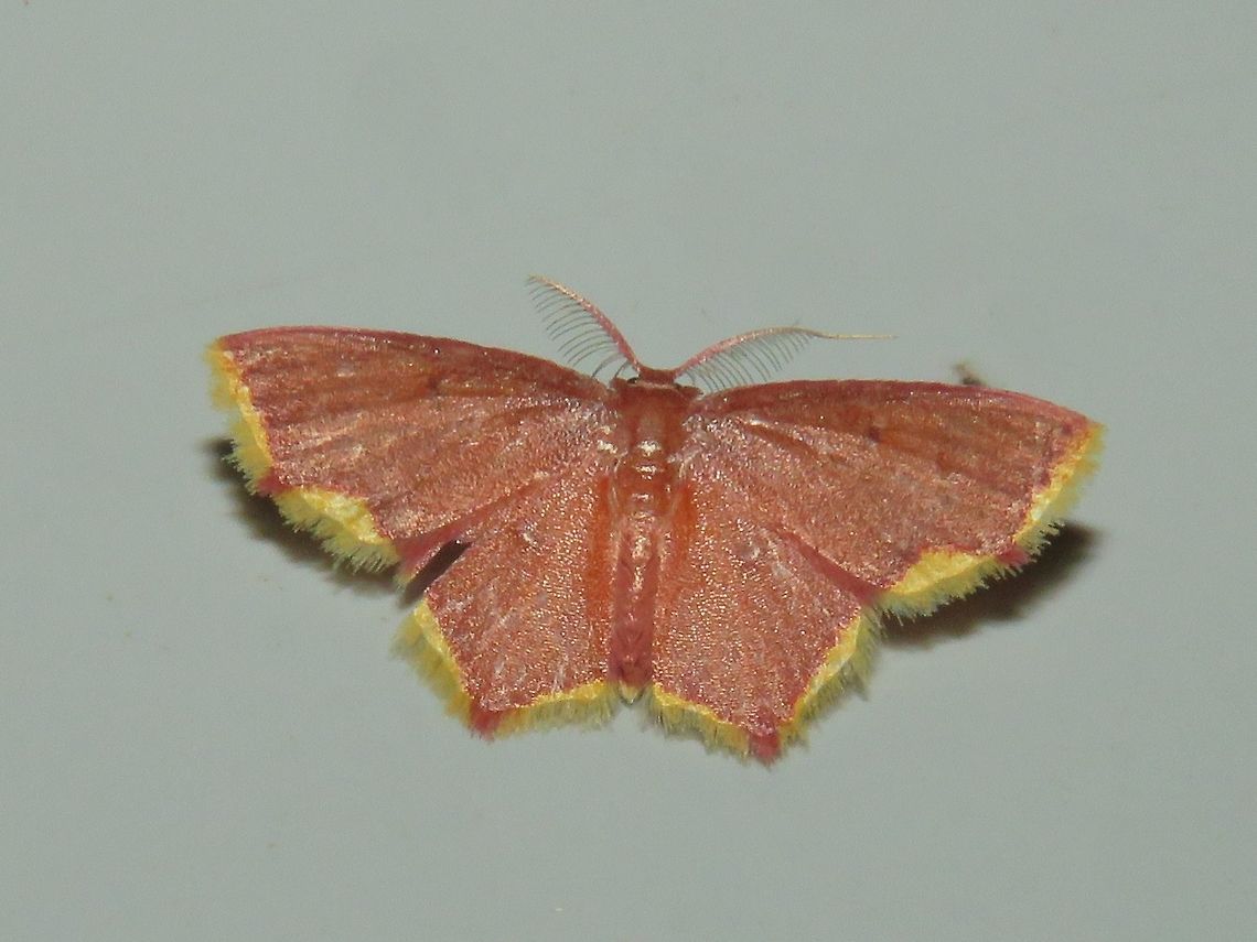 Moth Moth, attracted by light at night to the Park's buildings.                                Malaysia,Moth,Sarawak