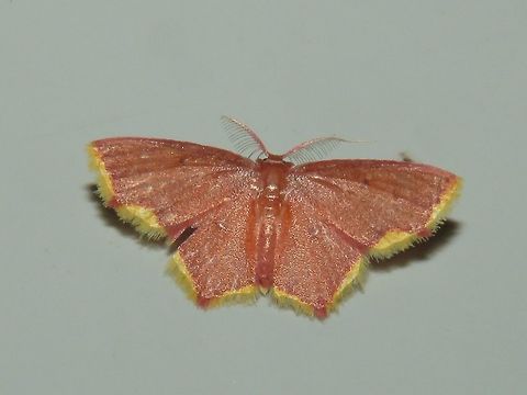 Moth Moth, attracted by light at night to the Park's buildings.                                Malaysia,Moth,Sarawak