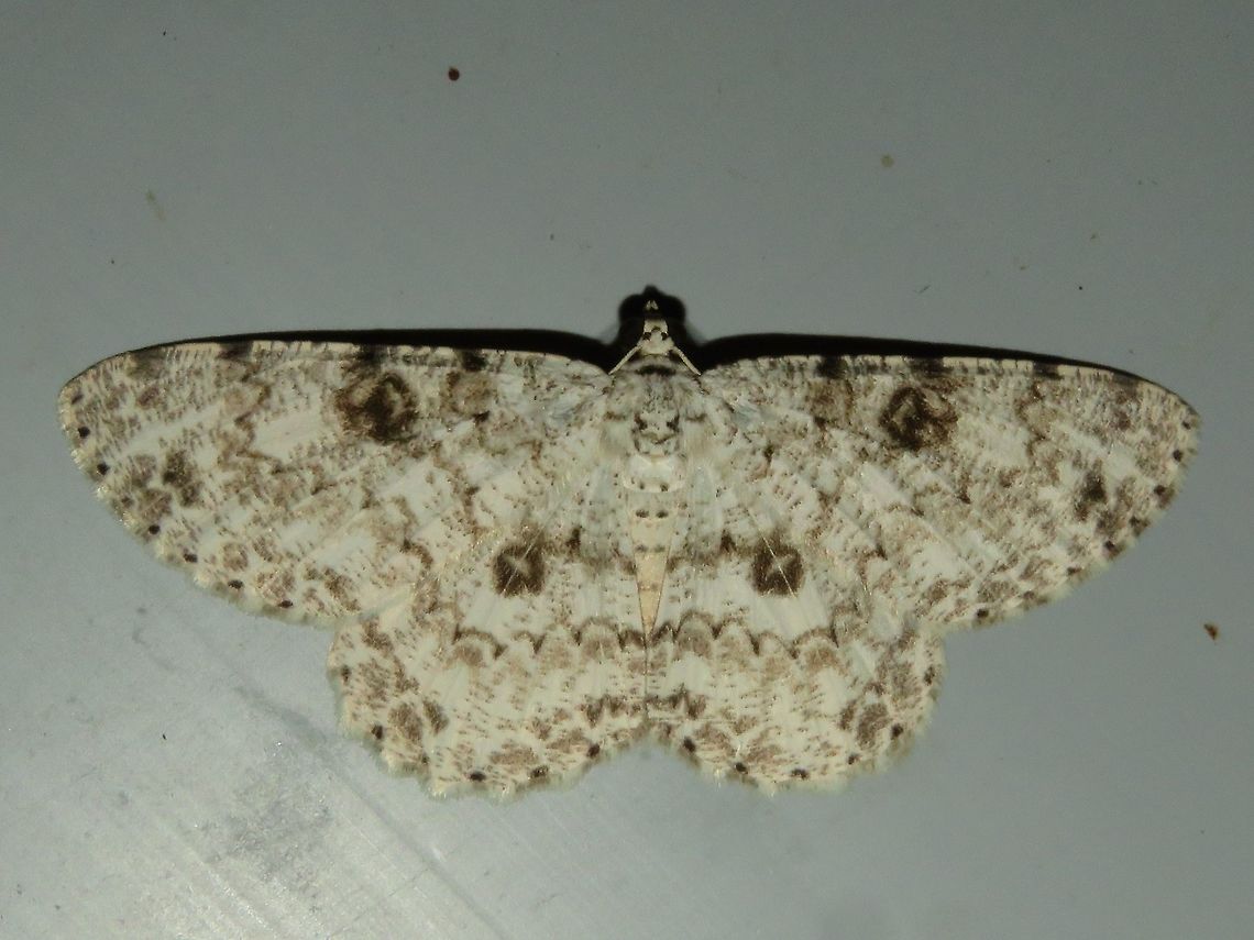 Moth Moth, attracted by light at night to the Park's buildings.                                Malaysia,Moth,Sarawak