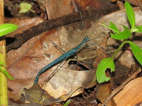 Stick Insect, Phasmid - Orthonecroscia pulcherrima                                 Malaysia,Orthonecroscia pulcherrima,Phasmatodea,Phasmid,Sarawak,Stick Insect